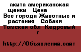 акита американская.щенки › Цена ­ 75 000 - Все города Животные и растения » Собаки   . Томская обл.,Кедровый г.